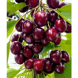 3 Yaşında Kalın Gövdeli Napolyon Kiraz Fidanı Boy 2 Metre Üstü