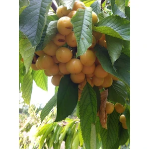 Tüplü 3 Yaşında Beyaz Starks Gold Kiraz Fidanı