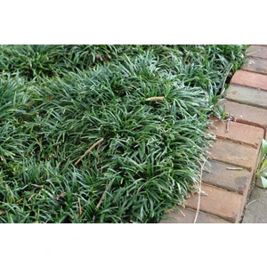 Tunç Botanik GÖLGE ÇİMİ 45 ADET - MEZARLIK KABİR BİTKİSİ