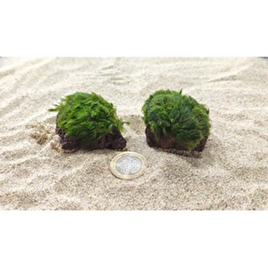 Marimo Scape Marimo Rock 10 cm Doğal Lav Kayası ve Marimo Yosunu ile Akvaryum İçin Su Bakımı