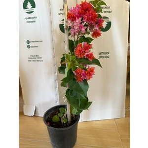 Nadir Bulunan Katmerli Turuncu Begonvil Fidanı