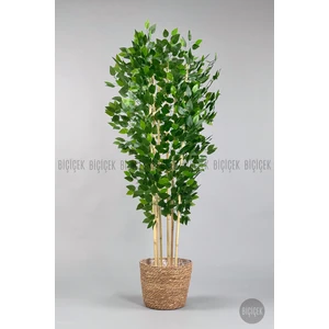 Yapay Benjamin Ağacı 170CM Hasır Saksıda