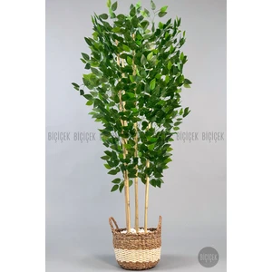 Yapay Benjamin Ağacı 170CM Krem Hasır Saksıda