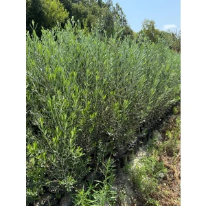 Tüplü 2 Yaşında Ağaç Formunda Ayvalık Zeytin Fidanı Boy 2 Metre
