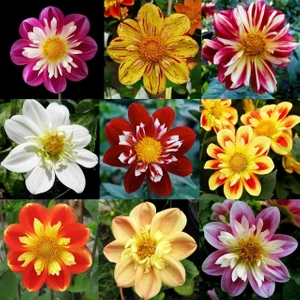 Yıldız Çiçeği Tohumu Dahlia Collarette Karışımı