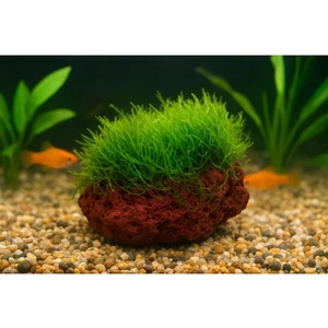 Moss "kayaya Tutturulmuş Java Moss"