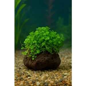 Dichondra Repens "kayaya Tutturulmuş"