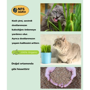 Kedi Çimi Tohumu - 500 Gram