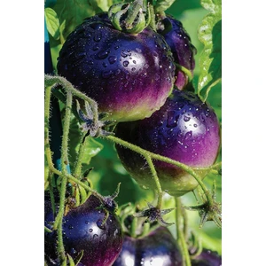 Mor Domates Tohumu 40 Adet