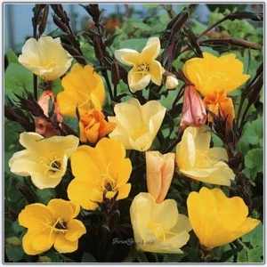 20 Adet Ezan Çiçeği Tohumu