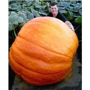 Ithal Dev Kabak Tohumu 4 Adet Tohum Atlantik Giant Bal Kabağı