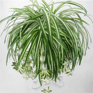 Kurdele Çiçeği Chlorophytum Comosum