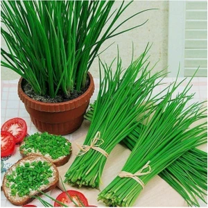 Frenk Soğanı Tohumu 50 Adet