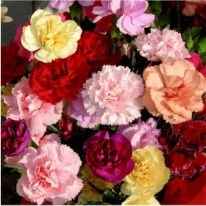 Karışık Renk Karanfil Çiçeği Tohumu