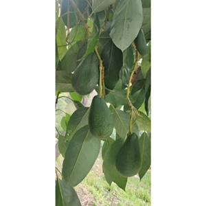 Avokado Küçük Boy 1 kg