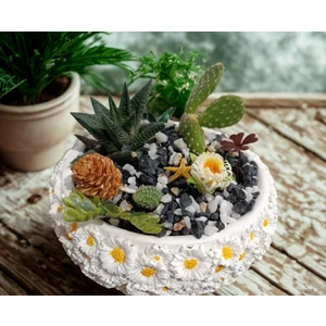 Hartopia-Kır Papatyası Saksı