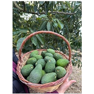 1 kg Has Avokado