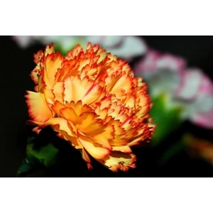 20 Adet Orange Carnatıon Tohumu