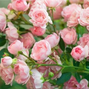 5 Adet Pink Rose Gül Tohumu