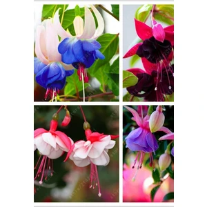 Özel Renk Küpeli Tohumu 10 Adet Farklı Renkler