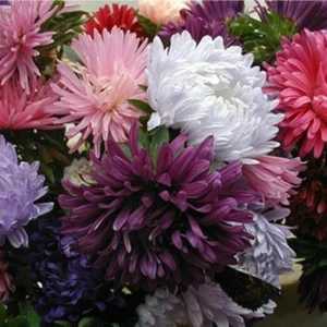 10 Adet Natural Chrysanthem Aster Mix Heirloom Tohumu