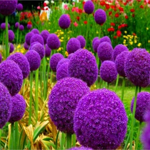20 Adet Giant Ball Onion Allium Christophii Huge Hardy Perennial Tohumu