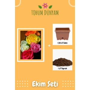 Kokulu Pastel Renkli Karışık Gül Tohumu Ekim Seti