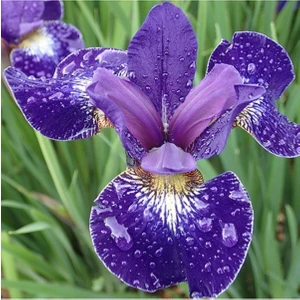 Iris Blue Riband Çiçek Tohumu