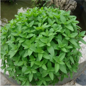 100 Adet Saksılık Nane Tohumu