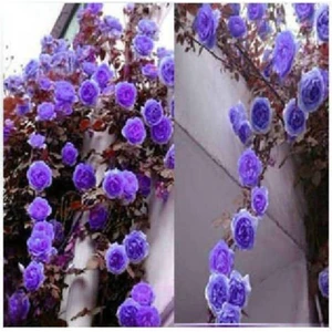 10 Adet Mor Sarmaşık Gül Tohumu