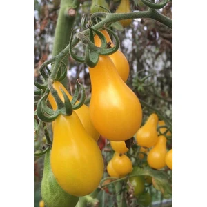 Sarı Ampul Domates Tohumu 70 Adet