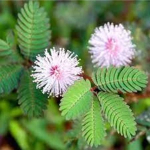 20 Adet Mimosa Pudica Tohumu