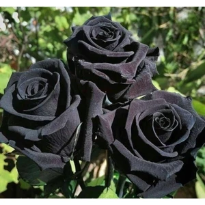 5 Adet Siyah Gül Tohumu