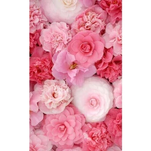 15 Adet Karışık Çiçek Tohumu