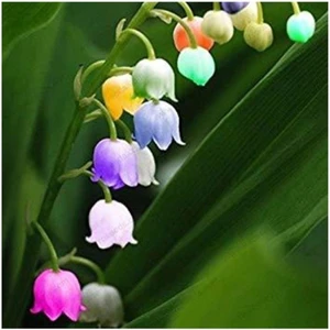 Nadir Çan Orkide Tohumu 5 Adet Tohum Çiçek Tohumu