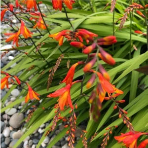 10 Adet Organic Crocosmia Lucifer Tohumu