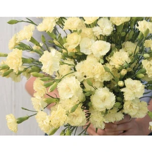 10 Adet Heirloom Vintage Cream Yellow Carnation Tohumu