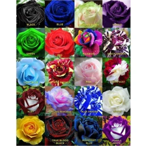 20 Adet 20 Çeşit Karışık Gül Tohumu