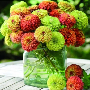 10 Adet Zinnia Elegans Tohumu