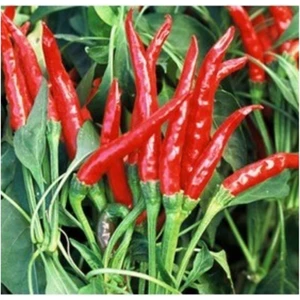 Acı Tayland Biber 25 Tohum