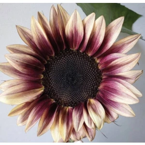 10 Adet Procut Plum Sunflower Tohumu