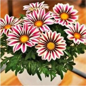 Şeritli Gazanya Çiçek Tohumu 10 15 Adet