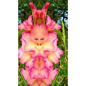 10 Adet Katlı Pembe Orkide Çiçek Tohumu