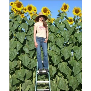 20 Adet Dev Ayçiçeği Tohumu