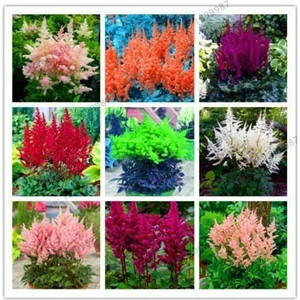 9 Adet 9 Çeşit Astilpe Çiçeği Tohumu