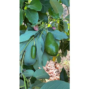Alanya Tropikal 1(Kg) Alanya Avokado