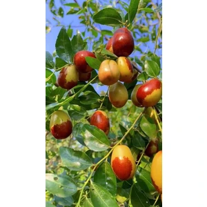 Saksıda 5 Yaşında Ağaç Formunda Hunnap Fidanı Boy 2 Metre