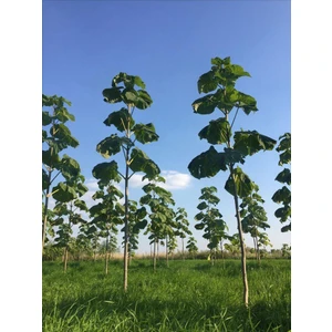 Tüplü Pavlonya Fidanı Boy 100 140 cm