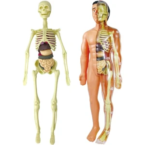 Insan Anatomik Anatomisi Iskeleti Model Eğitim Ekran Anatomi Modelleri