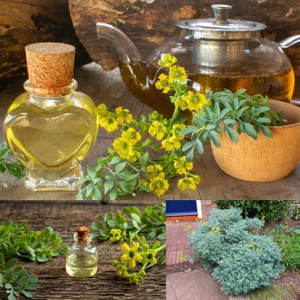 Sedefotu Tohumu Rue Ruta Graveolens